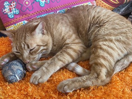 котик спит на исландском камене, фото Стасмир, photo Stasmir
