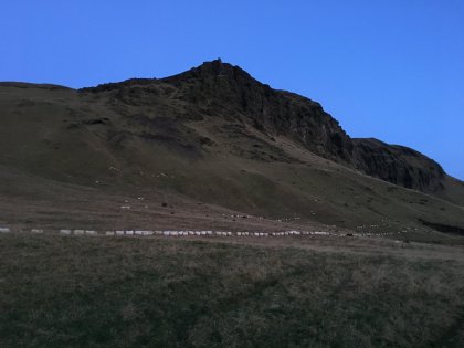 Сбор баранов осенью на Южном Берегу, фото Стасмир, Photo Stasmir