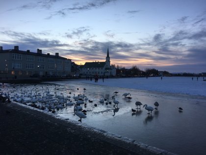Тйорнин в Рейкьявике, фото Стасмир, Photo Stasmir
