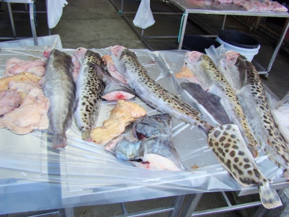 рыба на рынке, Нуук, Гренландия, фото Стасмир, Photo Stasmir