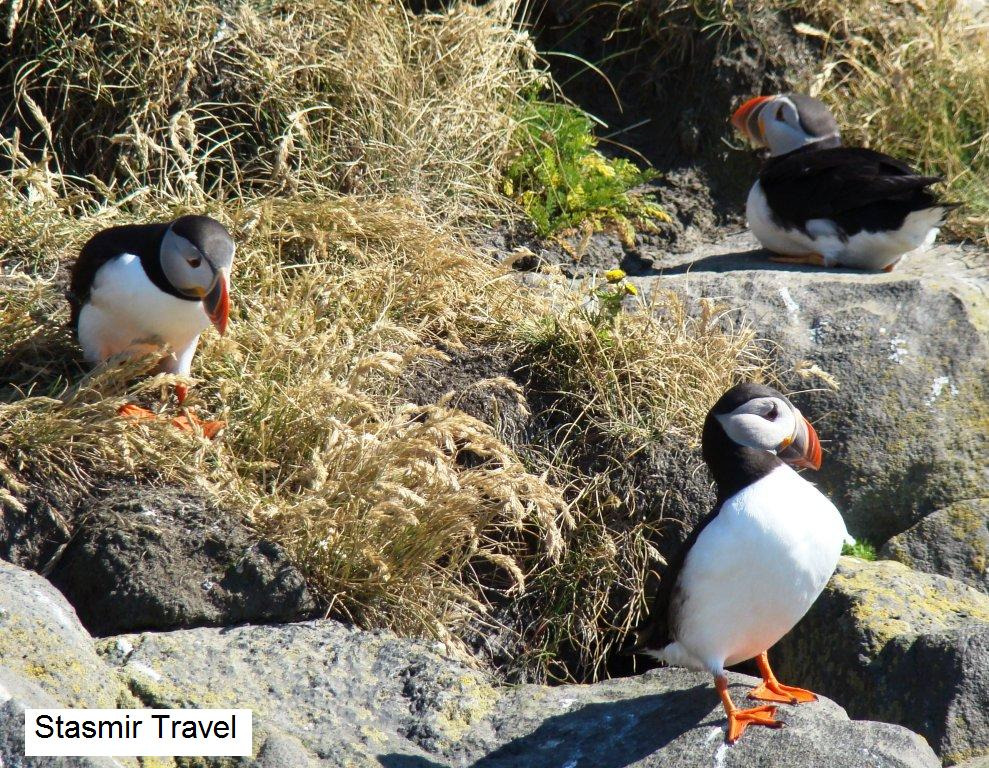 Village People? Нет, Village Puffins!