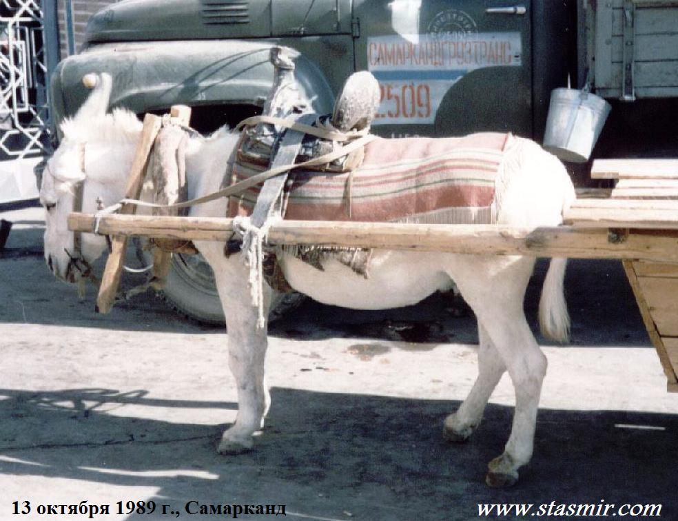 Samarkand 13 October 1989, Самарканд 1989 год, стасмир, Photo Stasmir, Stanislav Smirnov