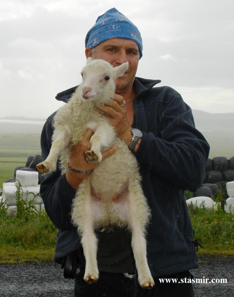 Акция: поймай барана - спаси Исландию! исландский барашек, 2008 год, Вик, Южный Берег, стасмир