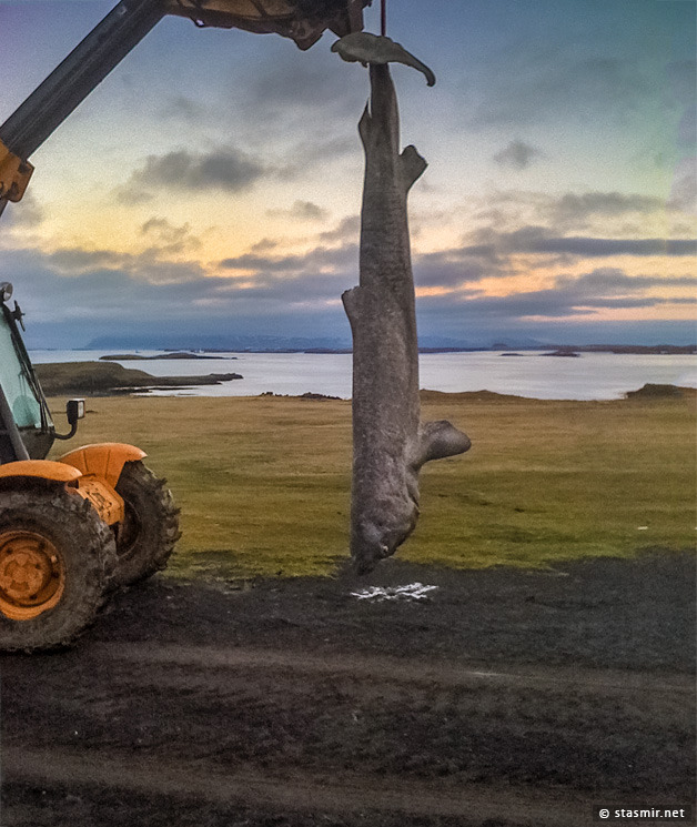 Greenland Shark, Гренландская акула, Bjarnarhofn Shark Museum, Bjarnarhofn, Исландия, Photo Stasmir, Stanislav Smirnov