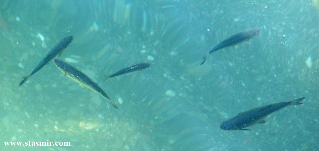 В зеленоватой прозрачной воде озера Комо лениво плавали рыбы... Lake Como, Italy, Photo Stasmir, Stanislav Smirnov