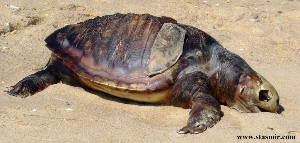 Turtle, черепаха, Фару, Португалия, река Формоза, Photo Stasmir, Stanislav Smirnov