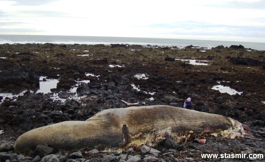 Beached whale at Snæfellsnes, Кит-самоубийца, полуостров Снайфедльснес, кит выбросился на берег Исландии, фото Стасмир, photo Stasmir, Hið Íslenzka Reðasafn