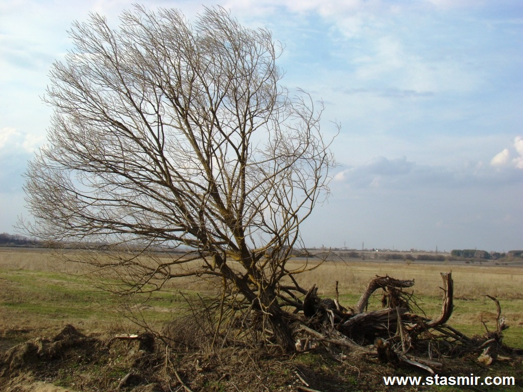 Дерево, весна в Тульской области, Фото Стасмир, Photo Stasmir