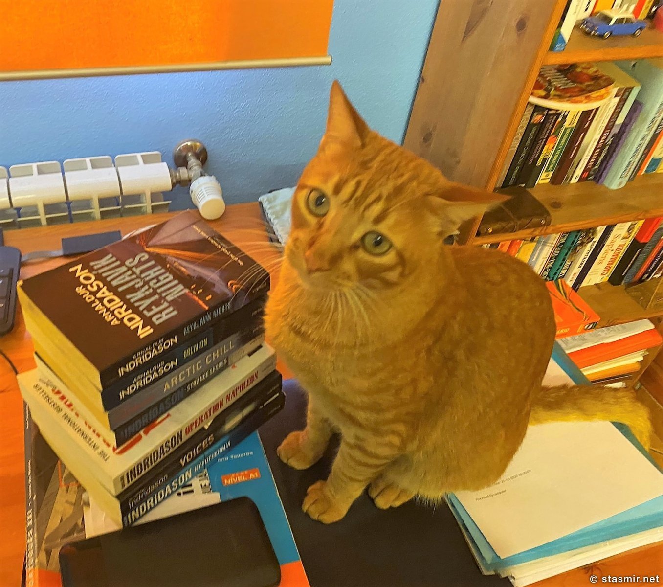 My cat likes Arnaldur Indridason, photo Stasmir, фото Стасмир