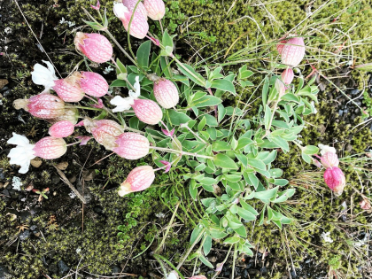 flora of Iceland, photo Stasmir, Стасмир