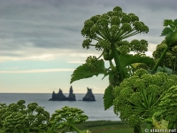 Дягиль лекарственный, Angelica archangelica (лат. Archangélica officínalis)