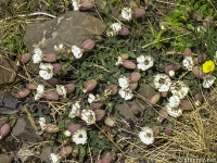 Смолевка, Silene uniflora
