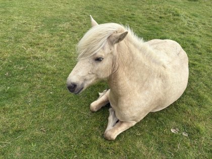 исландская лошадка, фото Стасмир, Photo Stasmir