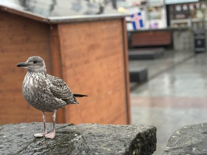 Дождливый день в Рейкьявике, фото Стасмир, Photo Stasmir