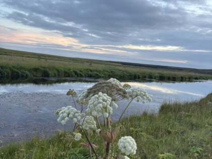 Исландия сельская, дудник лекарственный,  