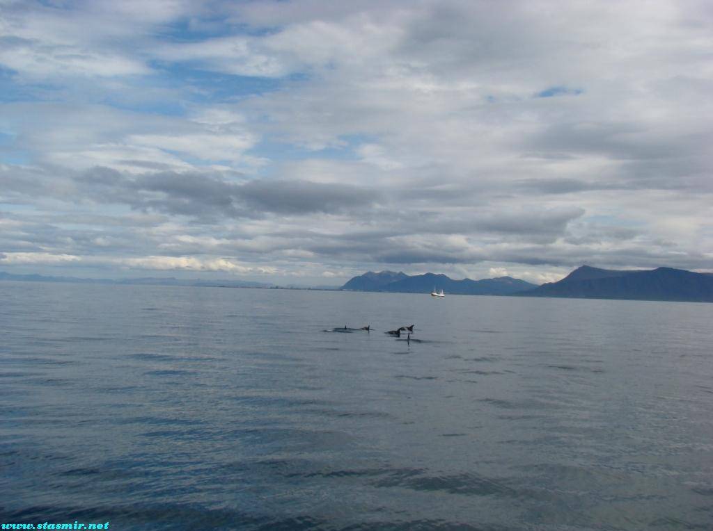 a pod of dolphines is not the same as an ipod