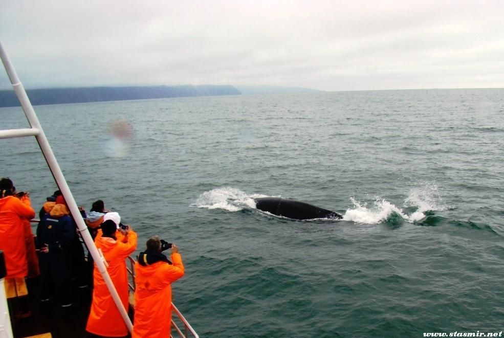 baywhale