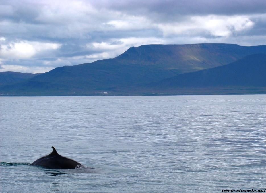 dolphin power