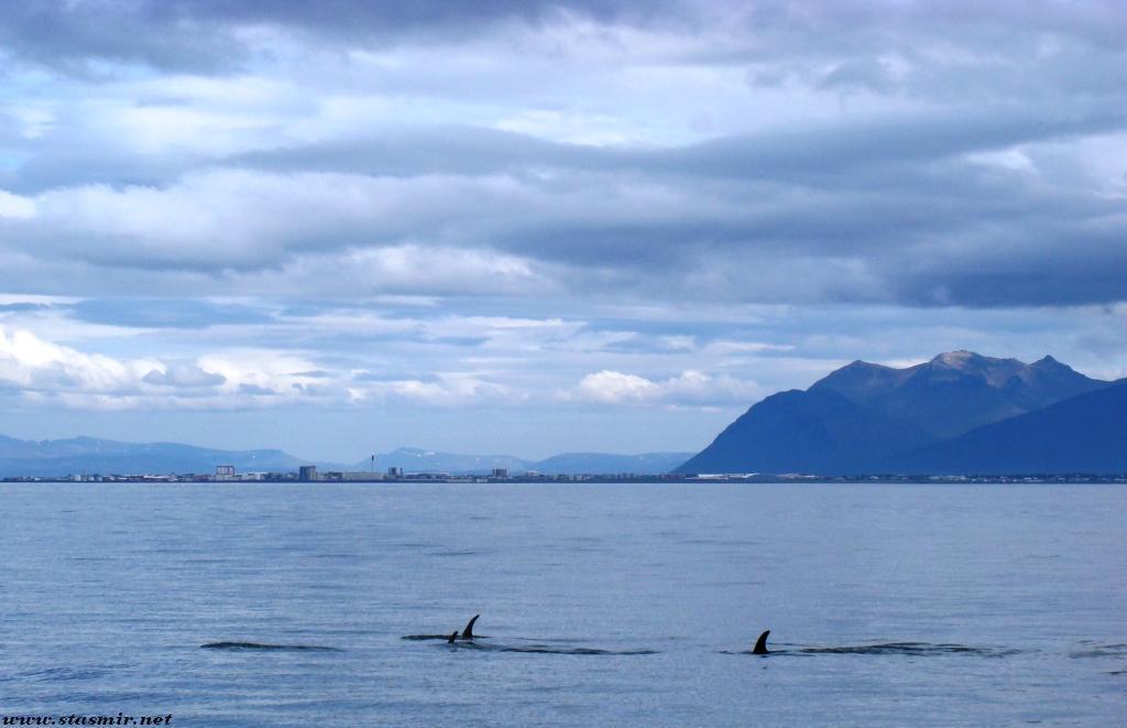 dolphin time