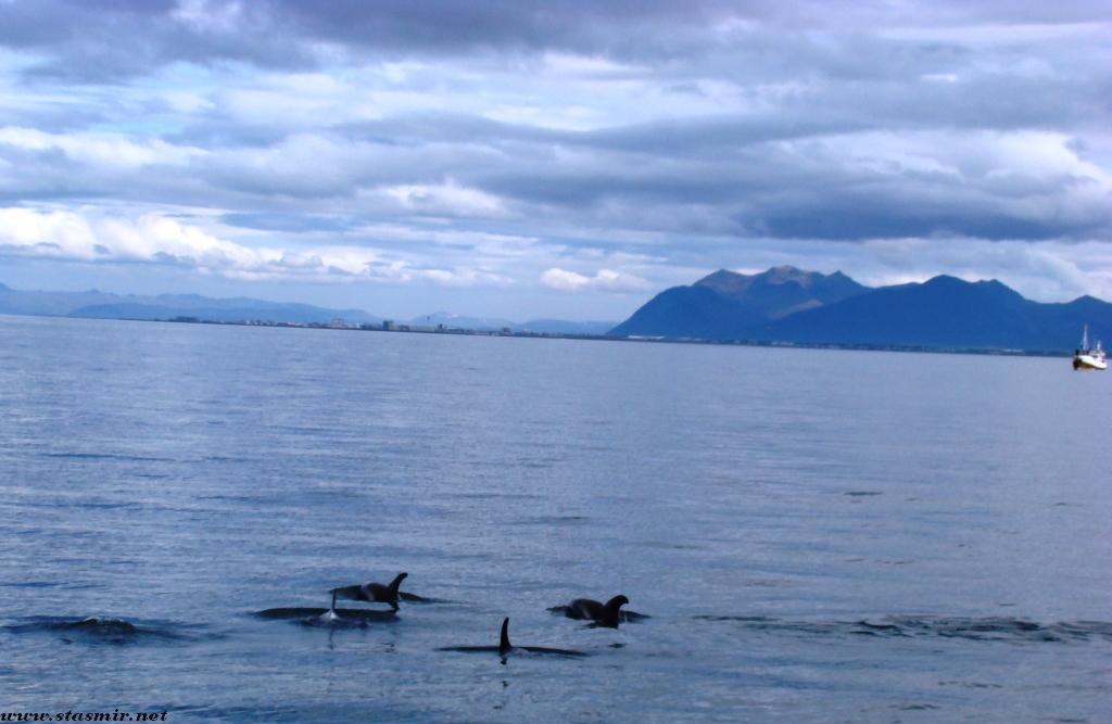 dolphines