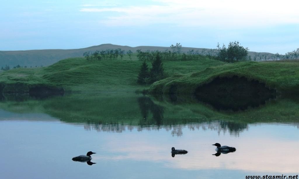 ducks
