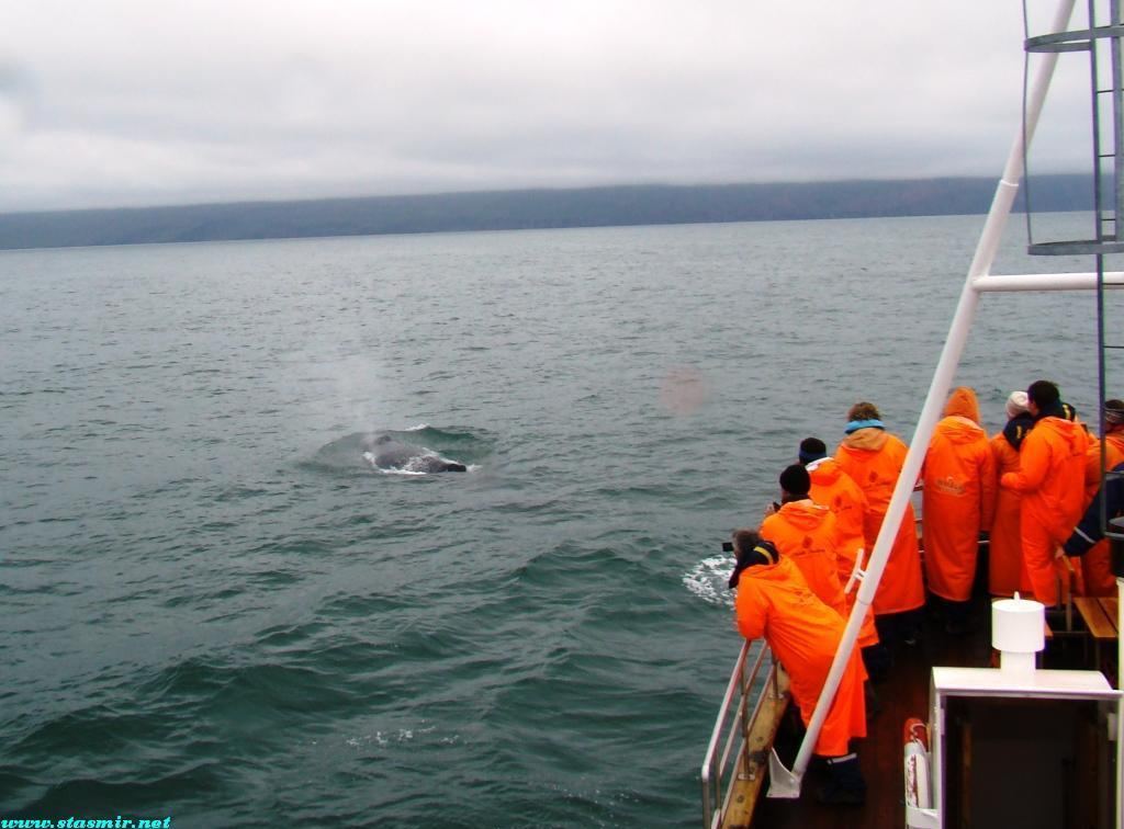 humpback
