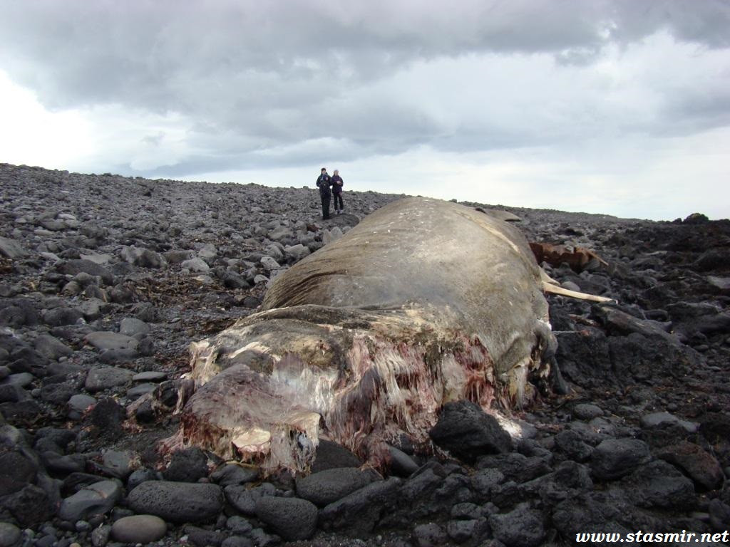 туша кита, мертвый кит,  Северная Исландия,  китопредставление,  Whale watching, hvalreki 1