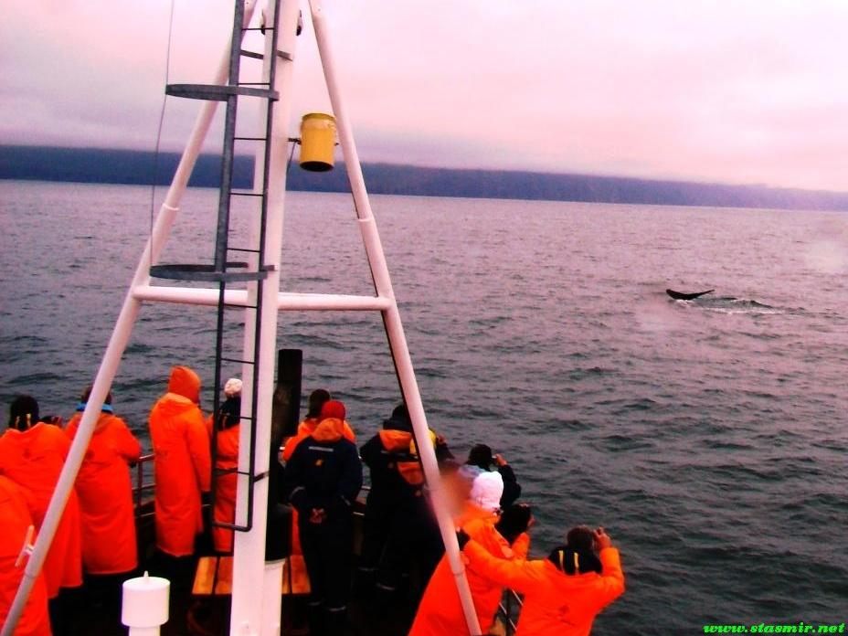 orange-whale-watch