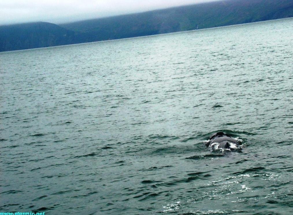 prince of whales