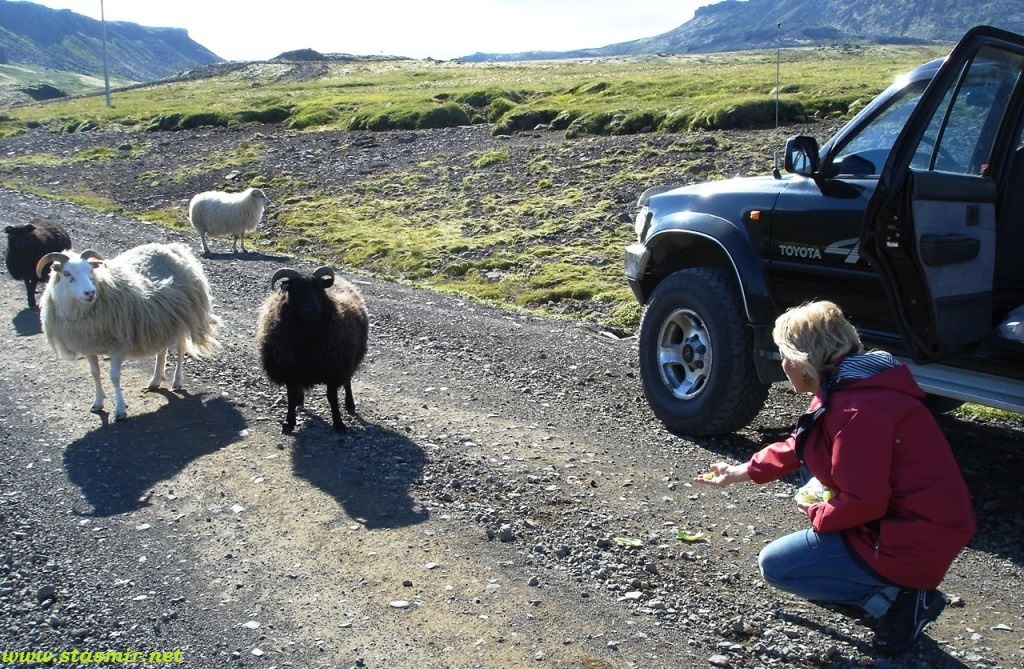 sheep feeding