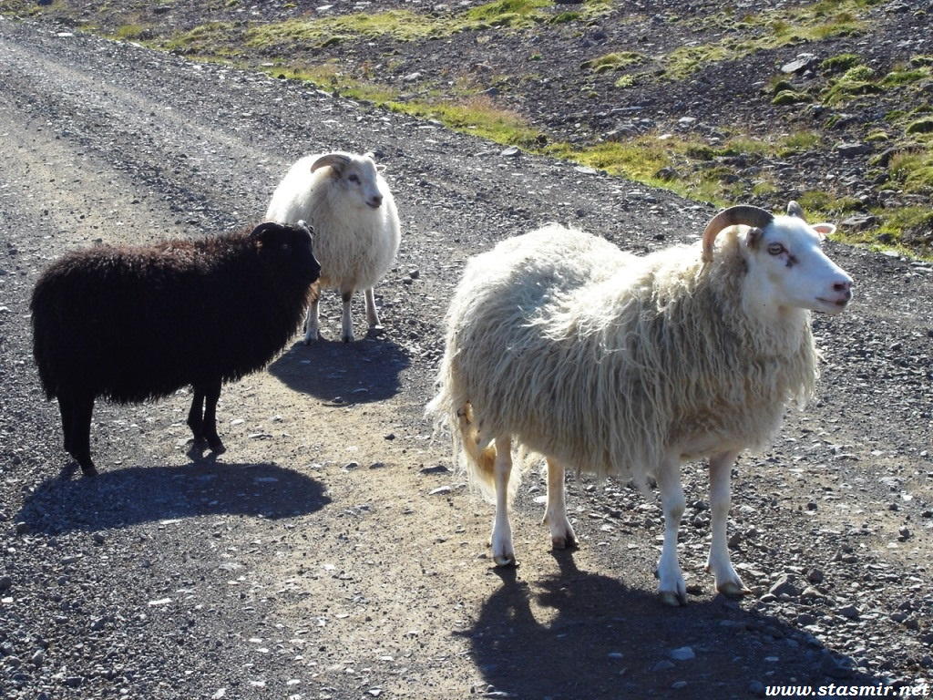sheep