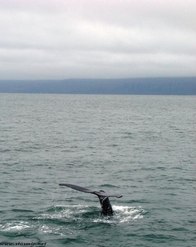 tail