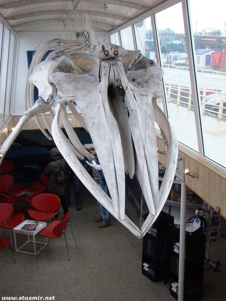 китовый череп, whalehead