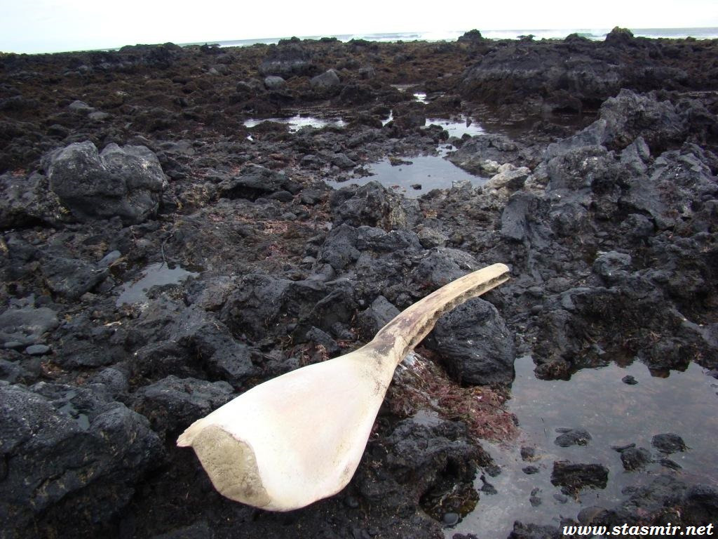 whalewishbone