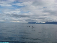 a pod of dolphines is not the same as an ipod