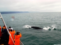 baywhale