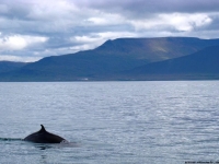dolphin power