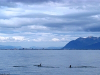 dolphin time