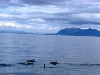 dolphines