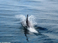 flipper dude