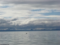 flipping dolphine