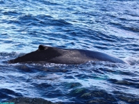 going for a dive