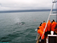 humpback