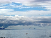 minke