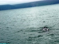 prince of whales