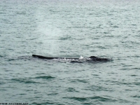 tail tales