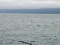tail