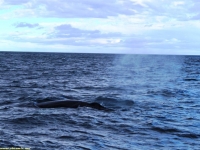 whale breath