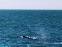 whale breath2