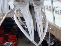 китовый череп, whalehead